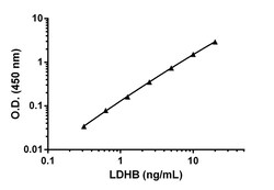 Abcam Human Lactate Dehydrogenase B / LDH-B ELISA Kit, Quantity: Each of