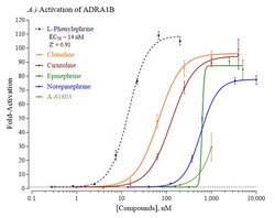 Indigo Biosciences&nbsp;Human Adrenoceptor Alpha 1B (ADRA1B) All-inclusive Cell-Based Luciferase Reporter Assay Kit, 96-well assay plate format