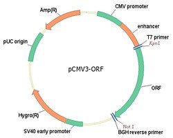 Sino Biological&nbsp;Human, LINGO2 cDNA ORF Clone, untagged