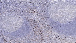 Leica Biosystems&nbsp;FOXP3 BOND RTU PRIMARY 7ML