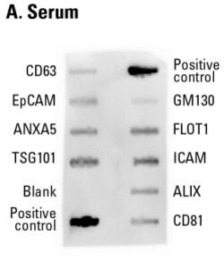 System Biosciences LLC&nbsp;EXOCHECK EXOSOME ARRAYS - 4 ARRAYSExo-Check Exosome Antibody Array = 4 Arrays