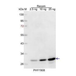 PHYTO AB INC&nbsp;HY5 Antibody  Immunogen: AT5G11260 Background: HY5  plays a role in anthocyanin accumulation in far-red light and blue light, but not in red light or in the dark.  150ug/EA