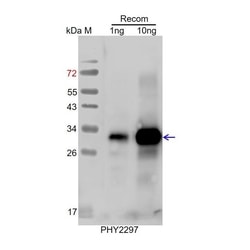 PHYTO AB INC&nbsp;CO Antibody Immunogen: AT5G15840 Background: CO shows similarities to zinc finger transcription factors, it is involved in regulation of flowering under long days. 150ug/EA