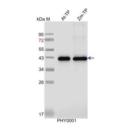 PHYTO AB INC Actin Antibody Immunogen: AT3G12110 Background: Actin is an