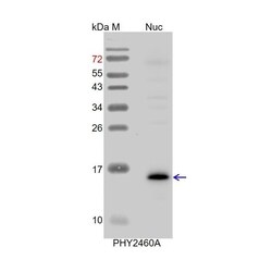 PHYTO AB INC H3 Antibody Immunogen: AT4G40030 Background: Histone H3 is