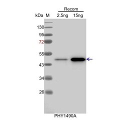PHYTO AB INC TET8 Antibody Immunogen: AT2G23810 Background: Tetraspanins