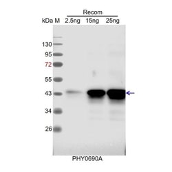 PHYTO AB INC&nbsp;RpoA Antibody Immunogen: ATCG00740 Background: RNA polymerase include plastid-encoded RNA polymerase (PEP) and nuclear encoded RNA polymerase (NEP). RpoA is the α subunit of PEP.  150ug/EA