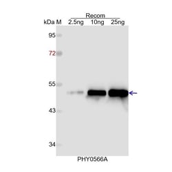 PHYTO AB INC&nbsp;CYC1 Antibody Immunogen: AT3G27240 Background: In Arabidopsis mitochondria, ubiquinol-cytochrome c oxidoreductase contains 10 subunits. CYC1  is one of the subunit of Complex III. 150ug/EA