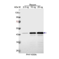 PHYTO AB INC&nbsp;VHA-E1/3 Antibody Immunogen: AT1G64200 AT4G11150 Background: VHA-E1/2/3 is subunit of the peripheral V1 complex of vacuolar ATPase essential for assembly or catalytic function. 150ug/EA