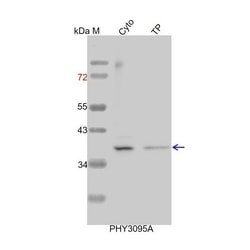 PHYTO AB INC&nbsp;cFBPase Antibody Immunogen: AT1G43670 Background: During photosynthesis, cFBP1/cyFBP catalyse the first irreversible step during the conversion of TP to starch or sucrose, respectively. 150ug/EA