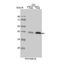 PHYTO AB INC TIC40 Antibody Immunogen: AT5G16620 Background: TIC40 acts