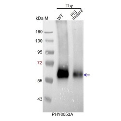 PHYTO AB INC&nbsp;PsaA Antibody Immunogen: ATCG00350 Background: PSI has two main components forming  core complex PsaA, PsaB. 150ug/EA