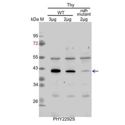PHYTO AB INC&nbsp;NDHH Antibody Immunogen: ATCG01110  Background: The chloroplast NAD(P)H dehydrogenase (NDH) complex functions in PSI cyclic and chlororespiratory electron transport in higher plants.  150ug/EA