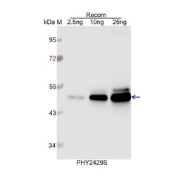 PHYTO AB INC&nbsp;NRPB2 Antibody Immunogen: AT4G21710 Background:  NRPB2 is the unique second-largest subunit of DNA-dependent RNA polymerase II. 150ug/EA