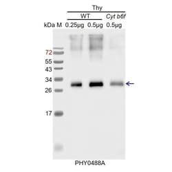 PHYTO AB INC&nbsp;PetA Antibody Immunogen: ATCG00540 Background: Cytochrome f mediates electron transfer between PSII and PSI, cyclic electron flow around PSI, and state transitions.  150ug/EA
