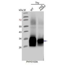 PHYTO AB INC&nbsp;PsbA Antibody Immunogen: ATCG00020  Background: The D1 protein of PSII is a subunit of PSII reaction center and is an indispensable component of oxygenic photosynthesis. 150ug/EA