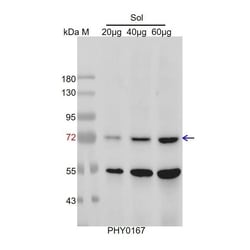 PHYTO AB INC HSP70 Antibody Immunogen: AT3G12580 Background: Hsp70s is