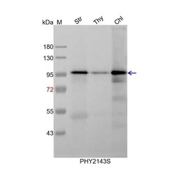PHYTO AB INC LOX2 Antibody Immunogen: AT3G45140 Background: LOX2 (lipoxygenase