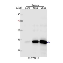 PHYTO AB INC&nbsp;UCR1 Antibody Immunogen: AT5G13430 AT5G13440 Background: In Arabidopsis mitochondria, ubiquinol-cytochrome c oxidoreductase contains 10 subunits. UCR1 is one of the subunit of Complex III. 150ug/EA
