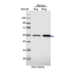 PHYTO AB INC&nbsp;NDA1 Antibody Immunogen: AT1G07180 Background: In mitochondria, type II NAD(P)H dehydrogenase may have a role in redox stabilization. 150ug/EA