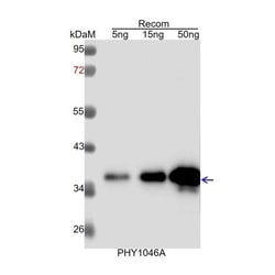 PHYTO AB INC PIN1 Antibody Immunogen: AT1G73590 Background: PIN1 is an