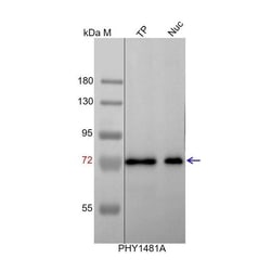 PHYTO AB INC BIP1/2 Antibody Immunogen: AT5G28540, AT5G42020 Background:
