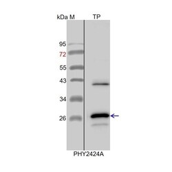 PHYTO AB INC APX3 Antibody Immunogen: AT4G35000 Background: There are eight
