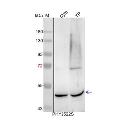 PHYTO AB INC UGP1/2 Antibody Immunogen:AT5G17310 AT3G03250 Background: