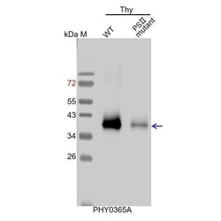 PHYTO AB INC&nbsp;PsbC Antibody Immunogen: ATCG00280  Background: CP43 contains six transmembrane alpha helices and five hydrophilic loops that connect the membrane-spanning domains.  150ug/EA