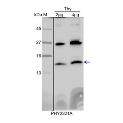 PHYTO AB INC&nbsp;Psb27 Antibody Immunogen: AT1G03600 Background: PSB27 is a chloroplast lumen localized protein that is involved in adaptation to changes in light intensity. 150ug/EA