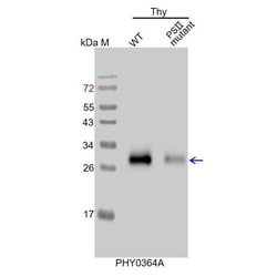 PHYTO AB INC&nbsp;PsbD Antibody Immunogen: ATCG00270 Background: The D1/D2 reaction center heterodimer binds P680, the primary electron donor of PSII as well as several subsequent electron acceptors.  150ug/EA