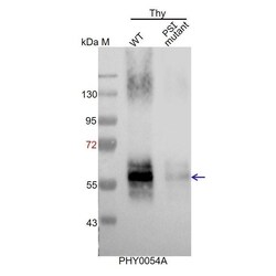 PHYTO AB INC PsaB Antibody Immunogen: ATCG00340 Background: The core of