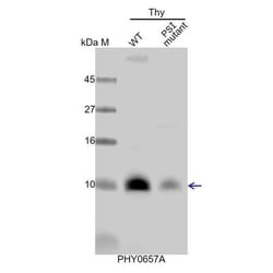 PHYTO AB INC&nbsp;PsaC Antibody Immunogen: ATCG01060  Background: PsaC is a PSI subunit exposed to the stromal side of PSI and provides the ligands for two [4Fe-4S] clusters, FA and FB. 150ug/EA