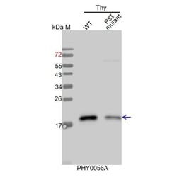PHYTO AB INC&nbsp;PsaD Antibody Immunogen: AT1G03130, AT4G02770 Background: PsaD subunit, which is located at the stromal surface of the PSI, is thought to be the docking site of ferredoxi. 150ug/EA