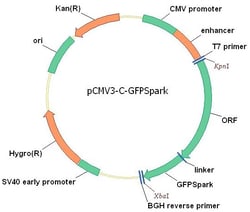 Sino Biological&nbsp;Human, GPR75 cDNA ORF Clone, C-GFPSpark tag