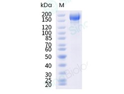 Sino Biological SARS-CoV-2 JN.1 (Omicron) Spike S1+S2 trimer Protein (ECD,