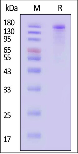 ACROBiosystems SARS-COV-2 SPIKE TRIMER PRTN, Quantity: Each of 1