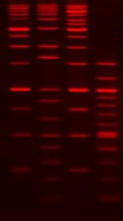 Gold Biotechnology Inc GelRed Nucleic Acid Gel Stain, 10,000X in Water 500 µL
