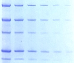 Gold Biotechnology Inc Blazin Blue Protein Gel Stain 1 L