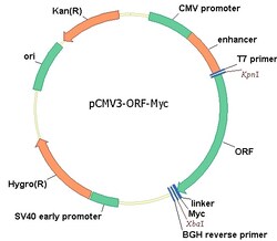 Sino Biological&nbsp;Human, PSAP/Prosaposin cDNA ORF Clone, C-Myc tag