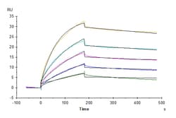 Kactus&nbsp;Biotinylated Human Claudin 6 Protein-VLP (CLD-HM006B) .  1EA=100UG.