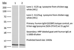 RecombiMAb Human IgG4 (S228P) Isotype Control Antibody, Anti-Hen Egg Lysozyme, 25 mg (Bio X Cell CP147)