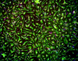 Brainxell Inc Terminally differentiated human cortical astrocytes; Derived from iPSC line WC-30, male. No known neurological or psychiatric disorders. Contents: 1 vial of ≥1x10^6 viable cryopreserved cells