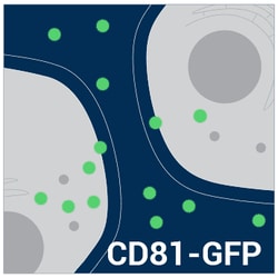 System Biosciences LLC&nbsp;Exosome Cyto-Tracer, pCT-CD81-GFPpCT-CD81-GFP (pCMV, Exosome/Secretory, CD81 Tetraspanin Tag) - 10ug
