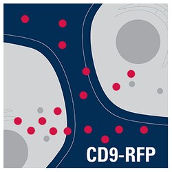 System Biosciences LLC&nbsp;Exosome Cyto-Tracer, pCT-CD9-RFPpCT-CD9-RFP (pCMV, Exosome/Secretory, CD9 Tetraspanin Tag) = 10ug