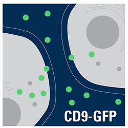 System Biosciences LLC&nbsp;Exosome Cyto-Tracer, pCT-CD9-GFPpCT-CD9-GFP (pCMV, Exosome/Secretory, CD9 Tetraspanin Tag) = 10ug