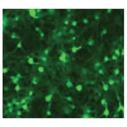System Biosciences LLC&nbsp;PSIH1-H1-SILUC-COP-GFP 10UGpSIH1-H1-siLuc-copGFP positive transduction control, plasmid = 10ug