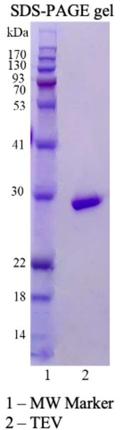 AURORA BIOLABS LLC TEV PROTEASE LYOPHILIZED 1MG, Quantity: Each of 1