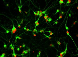 Brainxell Inc&nbsp;Spinal Motor Neurons (Human iPSC-Derived, Male Line, GCaMP8m Edit, 1M)