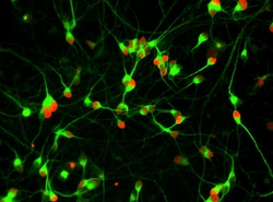 Brainxell Inc&nbsp;Spinal Motor Neurons (Human iPSC-Derived, Male Line, GFP Reporter, 1M)